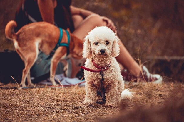 Foto pequeño perro de charco posando para la cámara