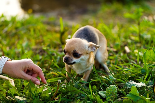 Pequeño perro chihuahua asustado en el fondo de la hierba verde