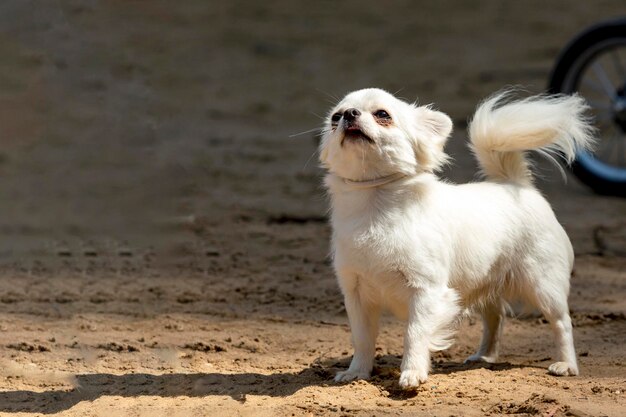 Pequeño perro chihuahua jugando en un campo de arena