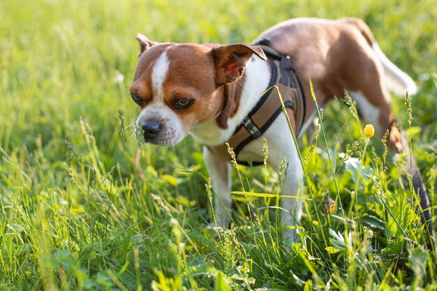 Pequeño perro chihuahua lindo de pie al atardecer día de verano