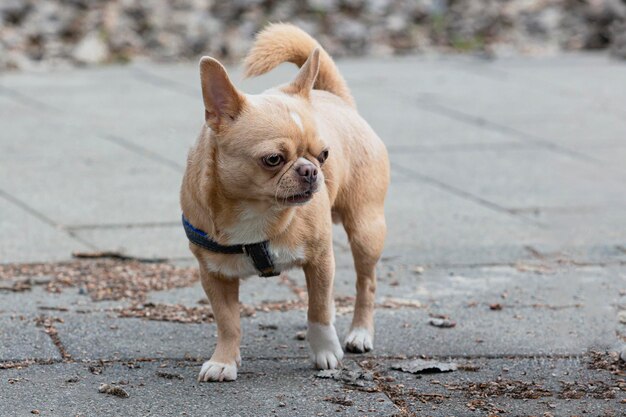 Un pequeño perro chihuahua en un paseo por el parque