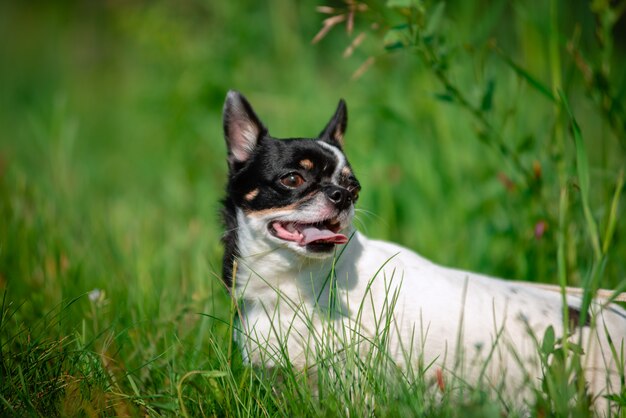 Un pequeño perro chihuahua.