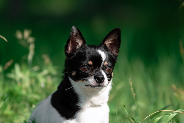 Un pequeño perro chihuahua.