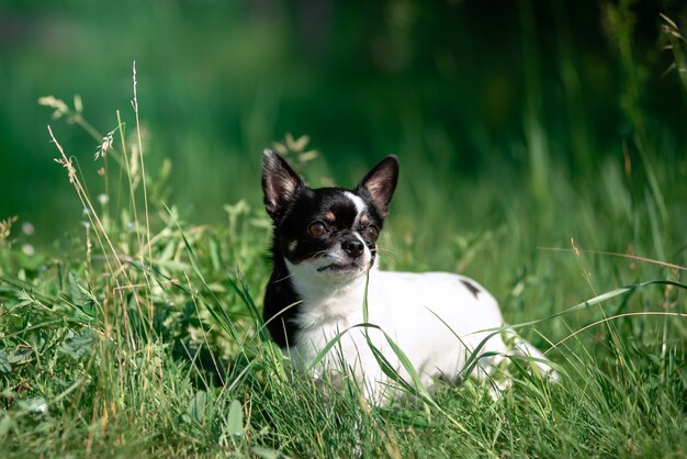 Un pequeño perro chihuahua.