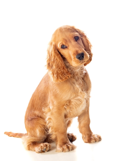 Pequeño perro cocker spaniel con un hermoso cabello rubio aislado