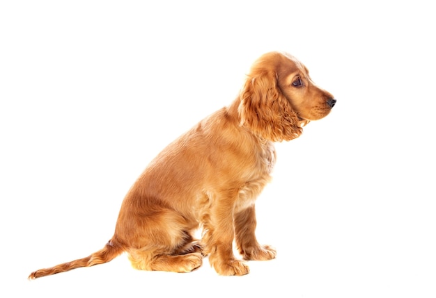 Pequeño perro cocker spaniel con un hermoso cabello rubio aislado