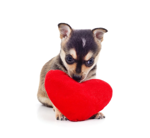 Foto un pequeño perro con un corazón rojo aislado en un fondo blanco