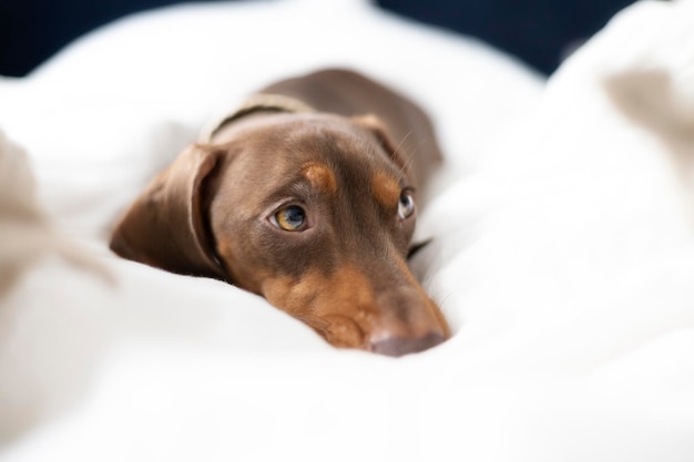 Pequeño perro Dachshund en la cama con fondo azul.