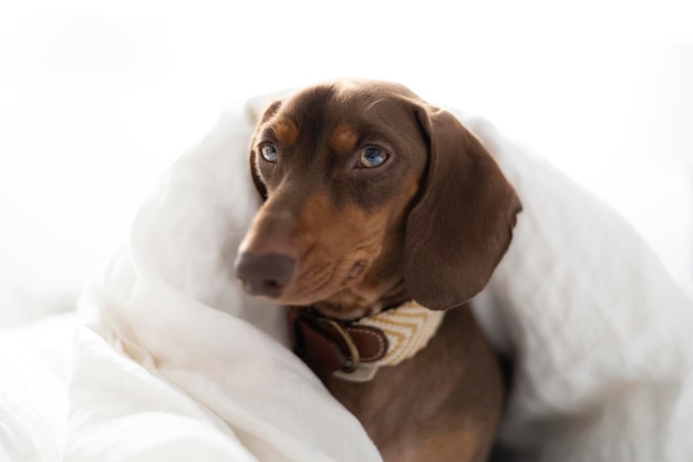 Pequeño perro Dachshund en la cama