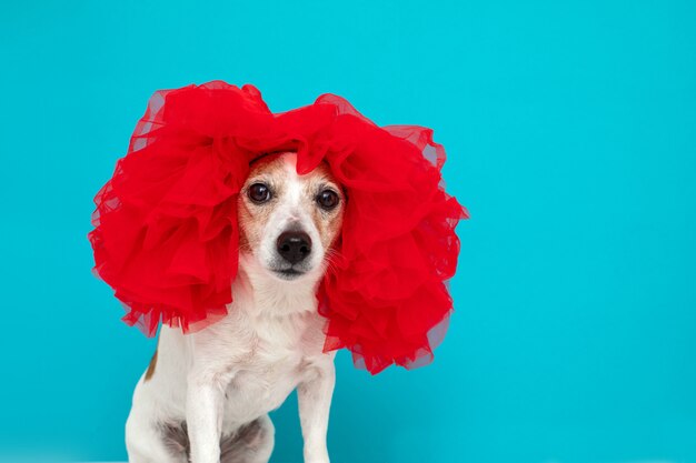 Pequeño perro doméstico en peluca roja sentado y mirando a cámara