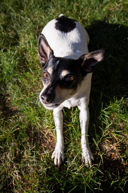 Pequeño perro de familia fox terrier de juguete sentado en la hierba verde