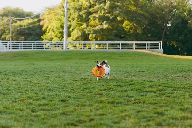 Pequeño perro gracioso captura de disco volador naranja sobre la hierba verde. Pequeña mascota Jack Russel Terrier jugando al aire libre en el parque. Perro y juguete al aire libre.