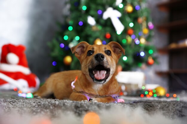 Pequeño perro gracioso lindo con guirnalda en la superficie de Navidad