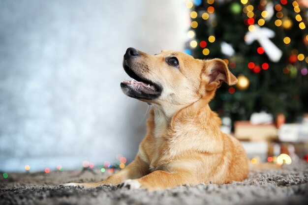 Pequeño perro gracioso lindo tendido en la alfombra en la superficie del árbol de Navidad