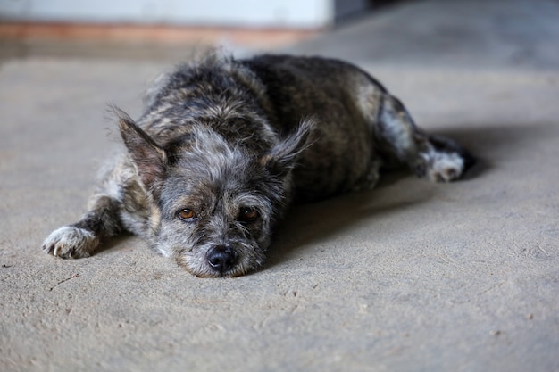 pequeño perro gris tirado en el suelo