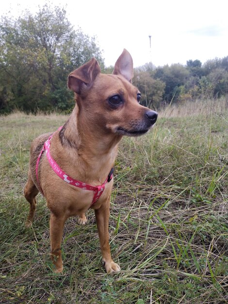 un pequeño perro hermoso en un paseo por el bosque