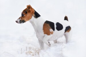 Foto pequeño perro jack russell terrier caminando sobre suelo cubierto de nieve en invierno, vista desde un lado, su cara cubierta con cristales blancos