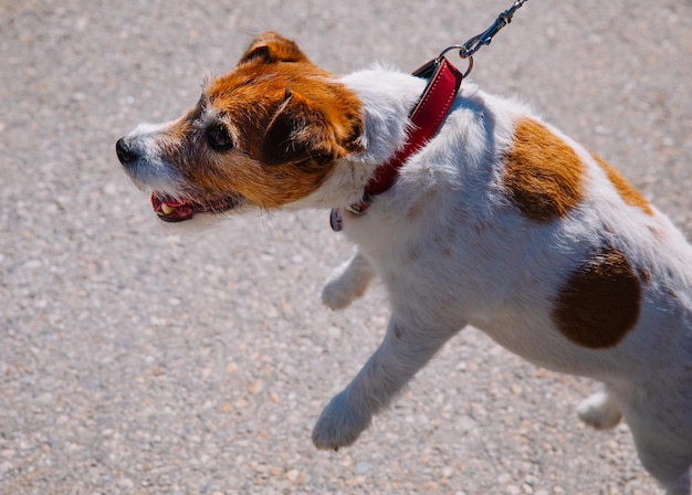 Un pequeño perro Jack Russell Terrier caminando con su dueño en un callejón de la ciudad Mascotas al aire libre vida saludable y estilo de vida