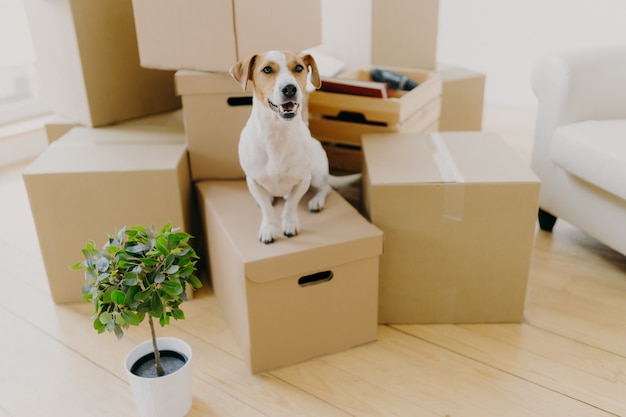 Pequeño perro Jack Russell Terrier marrón y blanco posa en cajas de cartón