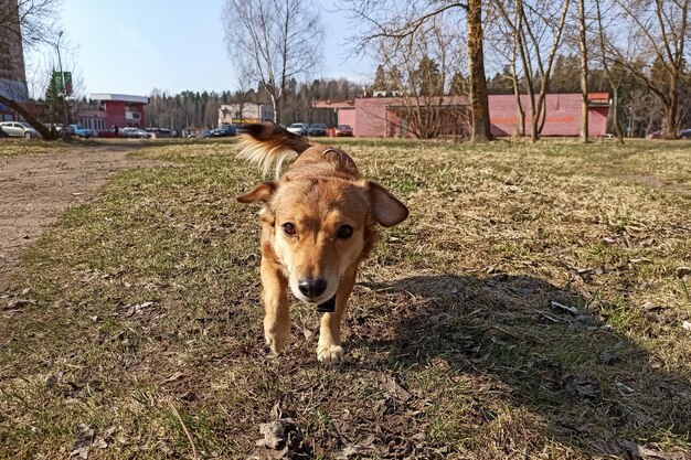 Pequeño perro de jengibre en primer plano de hierba verde