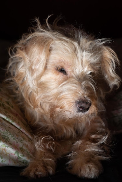 Pequeño perro ligero peludo en la cama