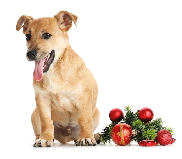 Pequeño perro lindo divertido con juguetes de Navidad, aislado en blanco