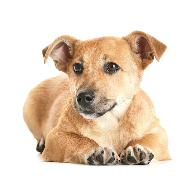 Pequeño perro lindo divertido en la mesa con regalos y juguetes de Navidad, aislado en superficie blanca