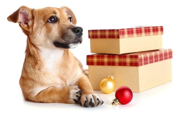 Pequeño perro lindo divertido con regalos y juguetes de Navidad, aislado en blanco