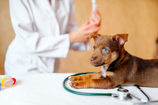 Pequeño perro lindo examinado en el médico veterinario, primer plano