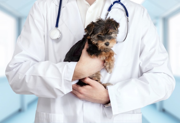 Pequeño perro lindo examinado en el médico veterinario, primer plano