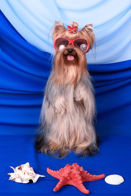 Pequeño perro lindo Yorkshire terrier jugando sobre fondo azul.