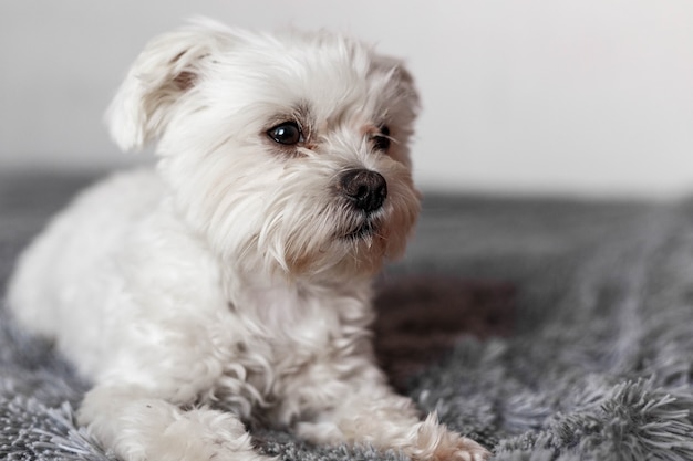 Pequeño perro maltés acostado en la cama