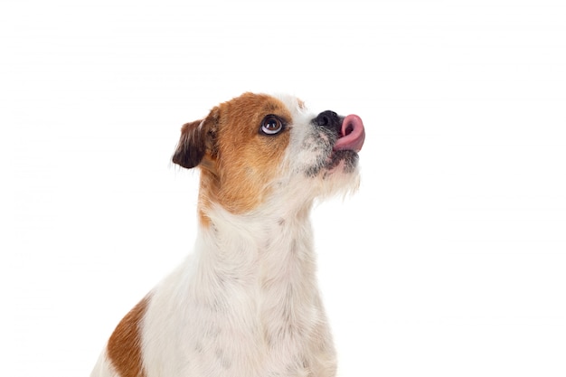 Pequeño perro marrón y blanco