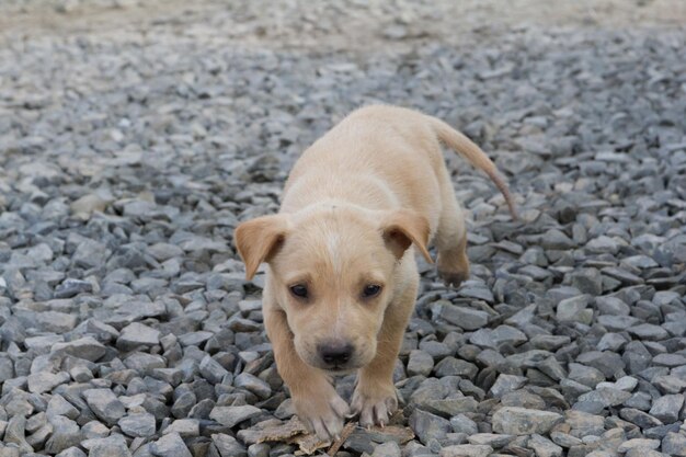 Foto pequeño perro marrón caminando sobre la piedra del suelo