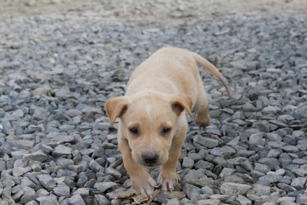 Pequeño perro marrón caminando sobre la piedra del suelo