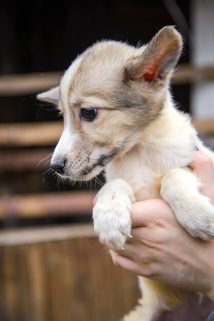 Pequeño perro mestizo lindo cachorro divertido en primer plano de manos humanas en el campo