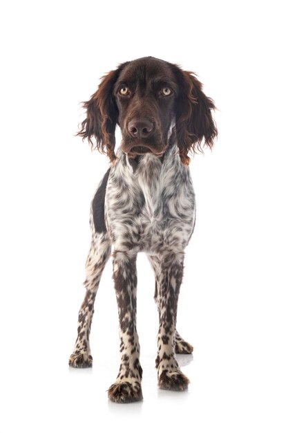 Pequeño perro Munsterlander aislado