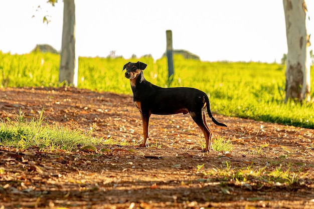 Pequeño perro mutt negro en una granja con enfoque selectivo