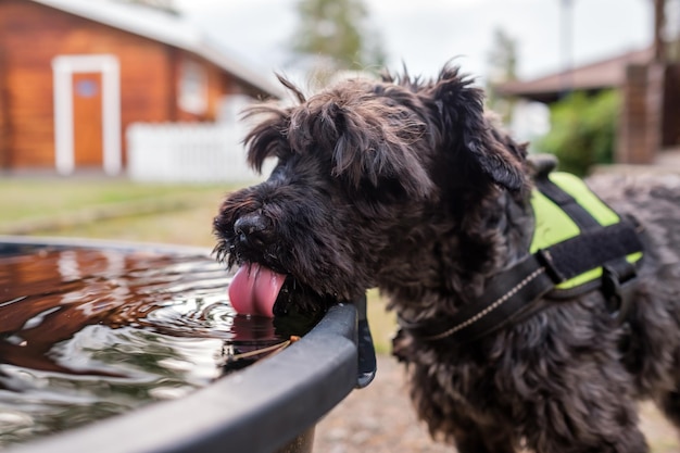 Pequeño perro negro bebiendo de un tazón de agua