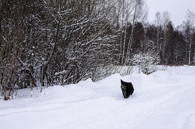 Pequeño perro negro corriendo por la carretera en el pueblo en día de invierno.