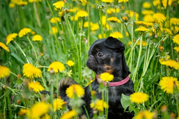 Un pequeño perro negro se sienta en la hierba verde con dientes de león amarillos