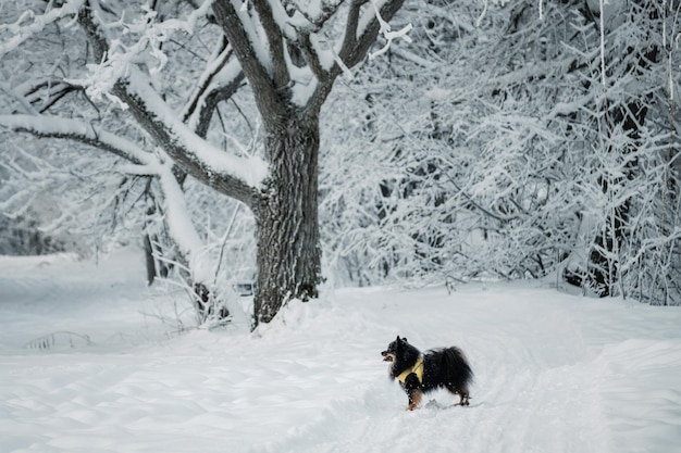 Un pequeño perro parado en un bosque nevado.