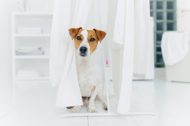 Pequeño perro de pedigrí posa en el piso blanco en el lavadero