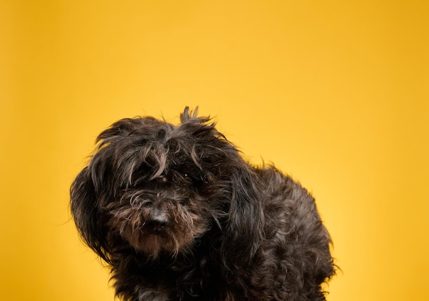 Pequeño perro peludo negro se sienta sobre un fondo amarillo y mira hacia adelante