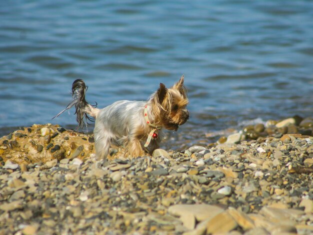 Pequeño perro peludo en la playa