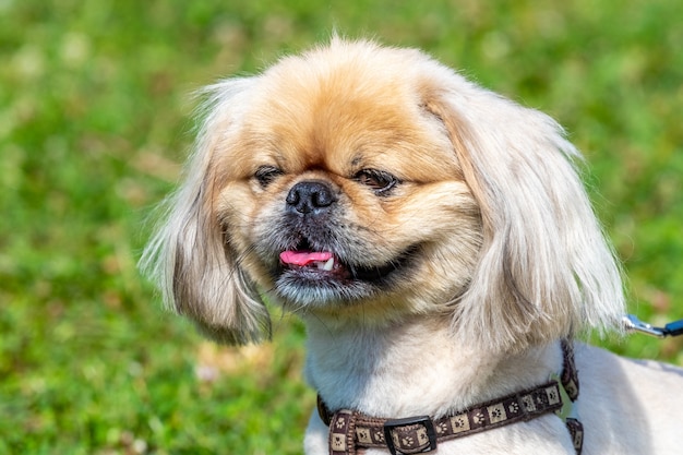 Pequeño perro peludo de raza pequinés con una correa en el parque durante un paseo, retrato de un perro de cerca