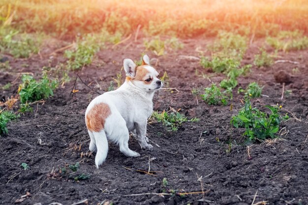 Un pequeño perro pequinés en el jardín al atardecer