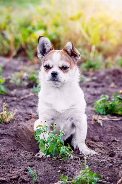 Pequeño perro pequinés con una mirada cercana en el jardín sobre un fondo borroso