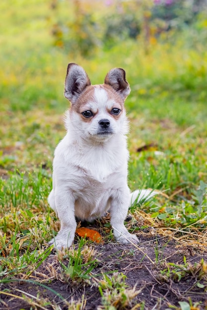 Pequeño perro pequinés con una mirada cercana en el jardín sobre un fondo borroso