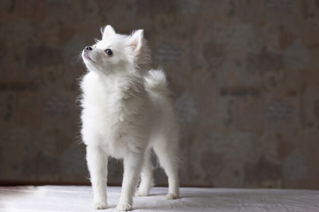 Un pequeño perro Pomerania blanco